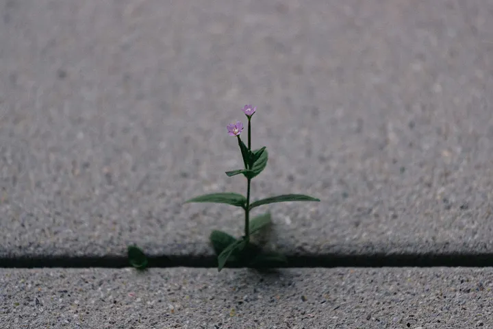 A small, delicate purple flower with green leaves growing defiantly through a crack in a grey concrete sidewalk, symbolizing resilience, quiet growth, and finding beauty in unexpected places.